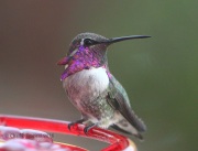 0J6A0458Costa's_Hummingbird