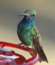 0J6A0470Broad-billed_Hummingbird