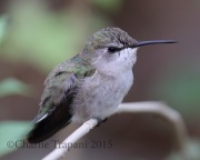 0J6A0841Costa's_Hummingbird