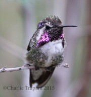 0J6A0855Costa's_Hummingbird