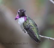 0J6A0864Costa's_Hummingbird