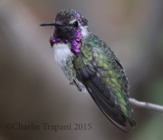 0J6A0867Costa's_Hummingbird