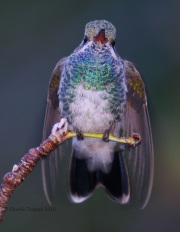 0J6A1408Broad-billed_Hummingbird
