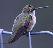 0J6A1415Black-chinned_Hummingbird