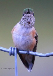 0J6A1419Immature_Male_Calliope_Hummingbird
