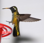 0J6A1432White-eared_Hummingbird_1