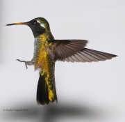 0J6A1432White-eared_Hummingbird_PS