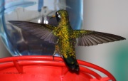 0J6A1441White-eared_Hummingbird
