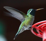 0J6A1453White-Eared_Hummingbird