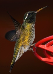 0J6A1454Male_White-Eared_Hummingbird