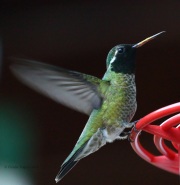 0J6A1455Male_White-Eared_Hummingbird