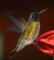 0J6A1456Male_White-Eared_Hummingbird