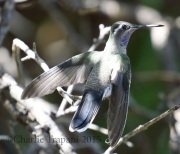0J6A1458Blue-Throated_Hummingbird