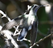 0J6A1460Blue-Throated_Hummingbird