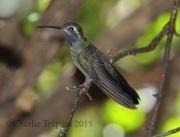 0J6A1518Blue-Throated_Hummingbird