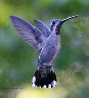 0J6A5508Plain-Capped_Starthroat