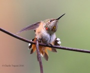 0J6A5666Rufous_Hummingbird
