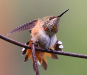 0J6A5666Rufous_Hummingbird_1