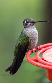 0J6A5811Female_Magnificent_Hummingbird