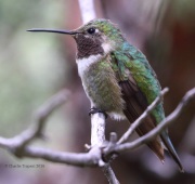 0J6A5838Broad-tailed_Hummingbird