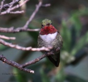 0J6A5878Broad-tailed_Hummingbird
