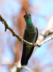0J6A5891Magnificent_Hummingbird