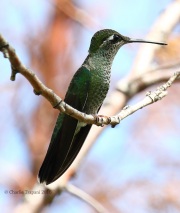 0J6A5902Magnificent_Hummingbird
