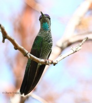 0J6A5908Magnificent_Hummingbird