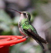0J6A5945Female_Broad-Billed_Hummingbird