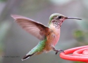 0J6A6009Subadult_Calliope