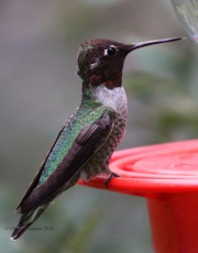 0J6A6065Anna's_Hummingbird