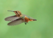 0J6A6302Rufous_Hummingbird