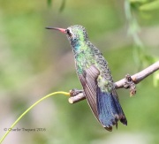 0J6A6375Broad-billed_Hummingbird