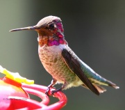 0J6A6496Anna's_Hummingbird