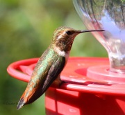 0J6A6519Rufous_Hummingbird