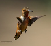 0J6A6532Rufous_Hummingbird