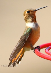0J6A6544Rufous_Hummingbird