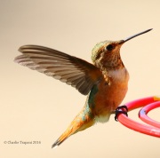 0J6A6563Rufous_Hummingbird