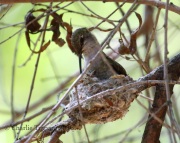 0J6A6852Broad-billed_Hummingbird