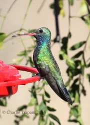 0J6A7173Broad-Billed_Hummingbird