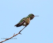 0J6A7275Calliope_Hummingbird