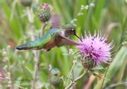 0J6A7365Broad-tailed_Hummingbird