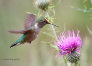 0J6A7374Broad-Tailed_Hummingbird