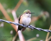 0J6A7444Calliope_Hummingbird1
