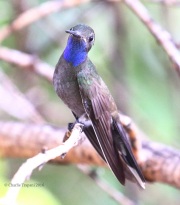 0J6A7531Blue-throated_Hummingbird