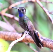 0J6A7537Blue-throated_Hummingbird