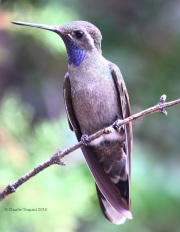 0J6A7541Blue-throated_Hummingbird