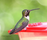 0J6A7589Borad-tailed_Hummingbird