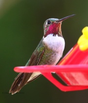 0J6A7604Broad-tailed_Hummingbird