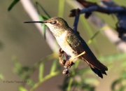 0J6A7843Rufous_Hummingbird